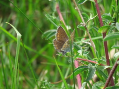 Polyommatus icarus