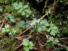 Sanicula petagnioides