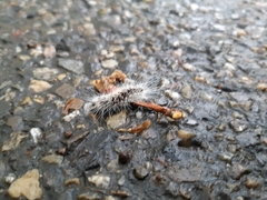 Thaumetopoea processionea