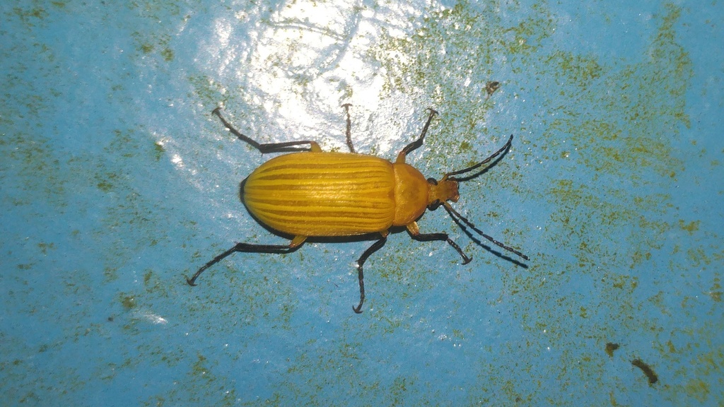 Cistelina crassicornis