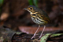 Streak-Chested Antpitta photo 3