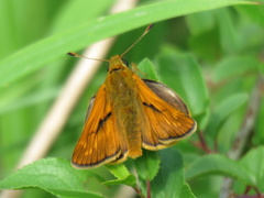 Ochlodes sylvanus
