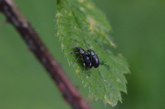 Phyllobius viridicollis