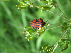Graphosoma italicum italicum