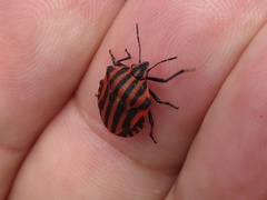 Graphosoma italicum italicum