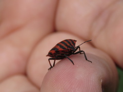 Graphosoma italicum italicum