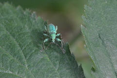 Phyllobius arborator