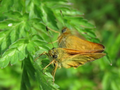 Ochlodes sylvanus