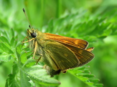 Ochlodes sylvanus