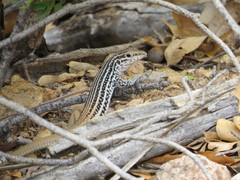 Aspidoscelis scalaris