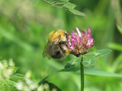 Bombus