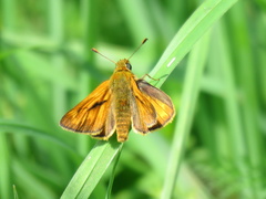 Ochlodes sylvanus