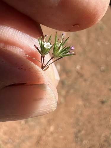 Image of Navarretia divaricata by (c) Steve Matson, some rights reserved (CC BY)