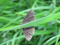 Odezia atrata