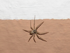 Philodromus dispar