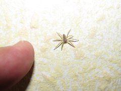 Philodromus dispar