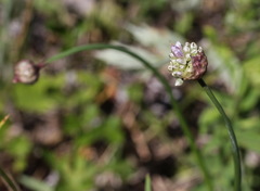 Allium strictum