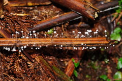 Mycena maldea