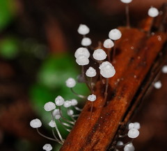 Mycena maldea