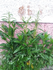 Rumex longifolius