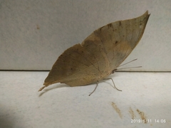 Kallima horsfieldii