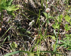 Allium strictum