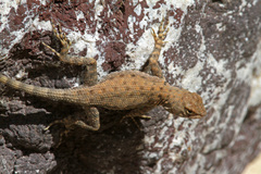 Sceloporus merriami