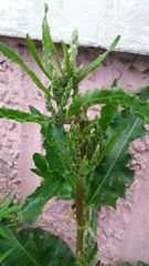 Rumex longifolius