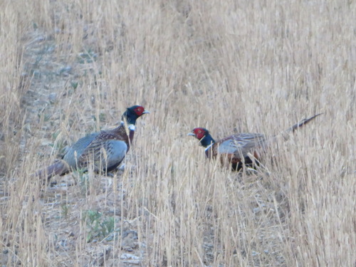 Ring-necked Pheasant