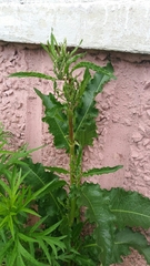 Rumex longifolius