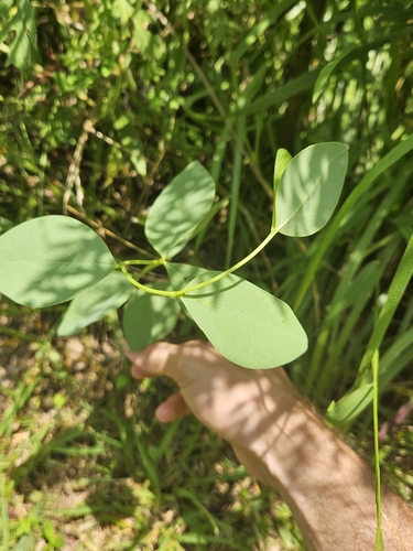 Baptisia sphaerocarpa