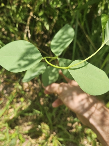 Baptisia sphaerocarpa