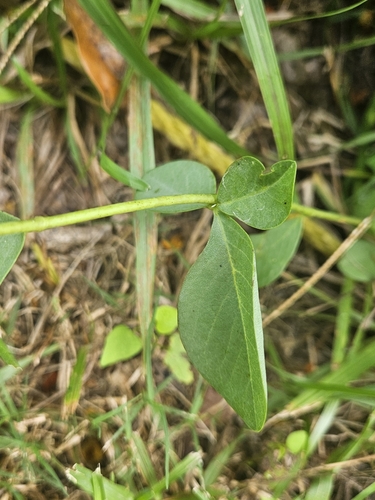 Baptisia sphaerocarpa