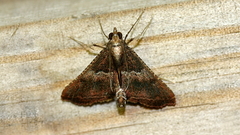 Endotricha ignealis