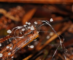 Mycena albidocapillaris