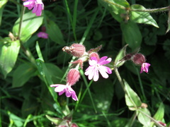 Silene dioica