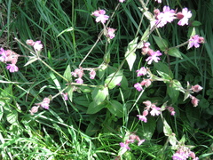 Silene dioica