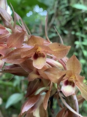 Eulophia zollingeri