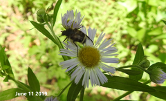 Lasiotrichius succinctus