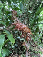 Eulophia zollingeri