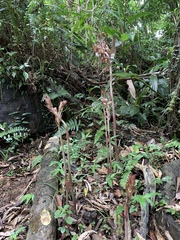 Eulophia zollingeri