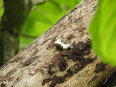 Mesoleuca albicillata