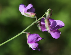 Lathyrus palustris pilosus