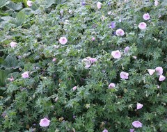 Geranium sanguineum