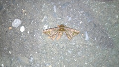 Prismosticta fenestrata