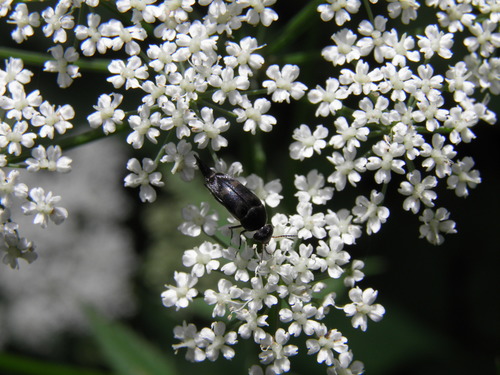 Paprastasis Dygliavabalis