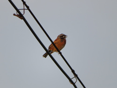 Meadow Bunting