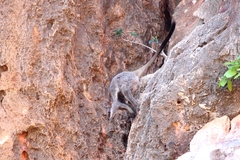 Petrogale lateralis