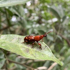 Agriorrhynchus