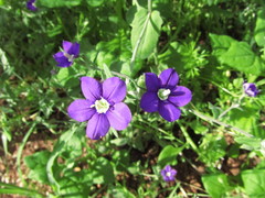 Legousia speculum-veneris